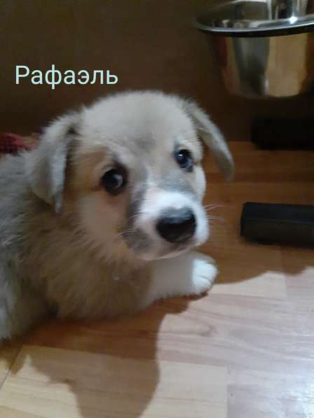 Щенки вельш корги пемброк в Пушкино фото 8