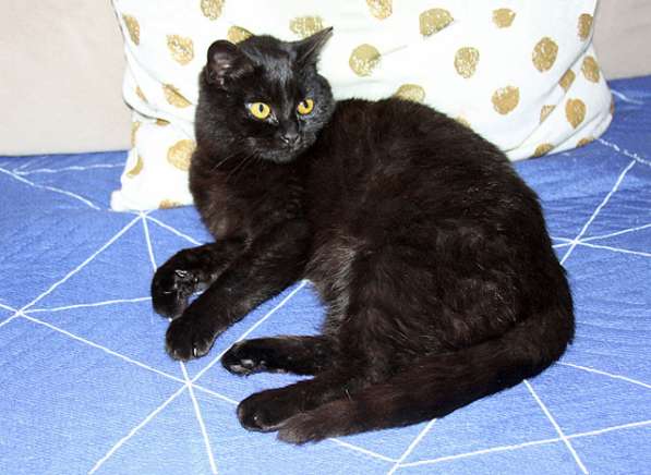 Черная жемчужина Бусинка, ласковый котенок-подросток в дар в Москве фото 5