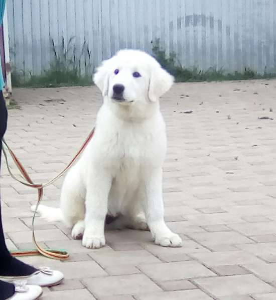 Щенки Мареммо-Абруцкая Овчарка в Краснодаре фото 14