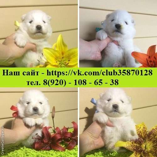 Щеночки самоедской лайки. очень красивые в Липецке