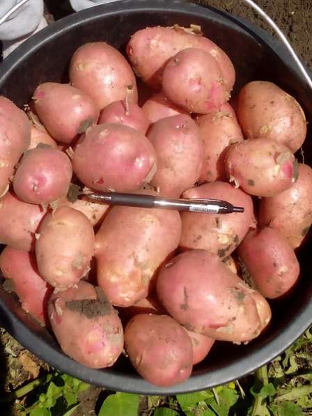 Картофель и овощи оптом со склада
