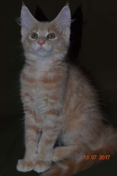 Великолепные котята мейн-кун из питомника в Волгограде фото 257