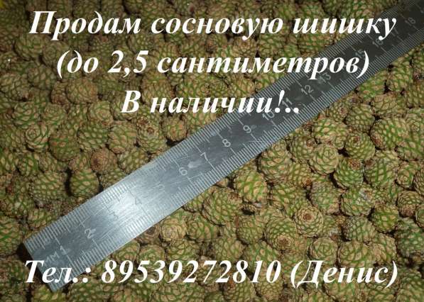 Продам сосновую шишку в Томске фото 3