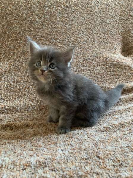 Мейн Кун в Москве фото 8