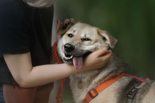 Ищет дом Ромео #ромео_дубоваяроща в Москве фото 37