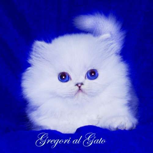 Британская шиншилла синеглазая белоснежка в Москве фото 6