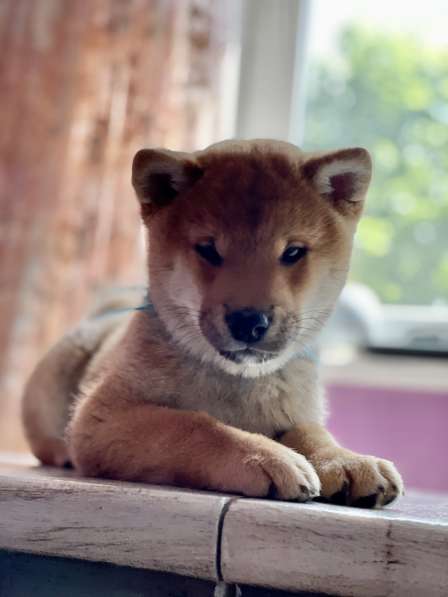 Продам щенка Сиба ину в Москве