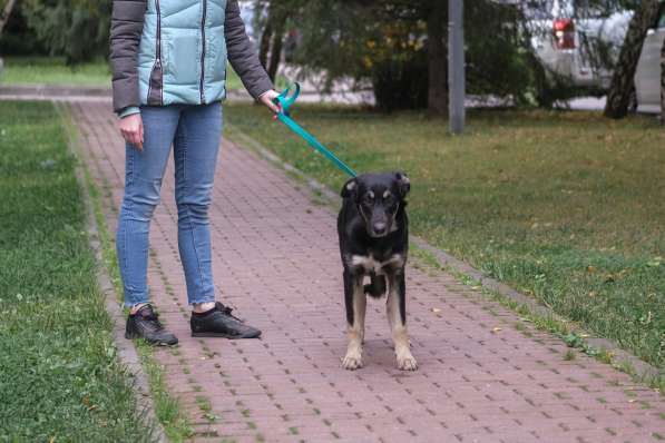 В добрые руки в Москве фото 4