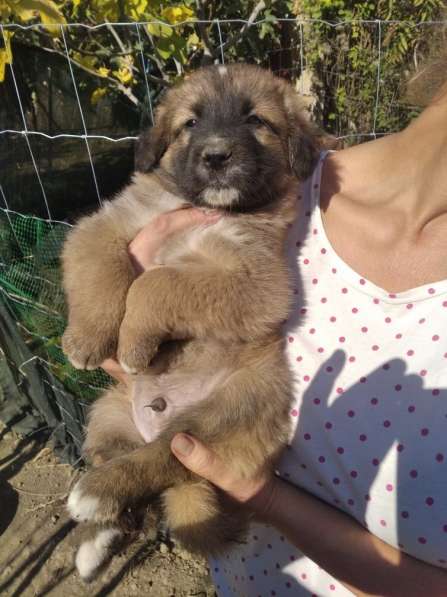 Щенки алабая(среднеазиатская овчарка) продажа в Судаке фото 16