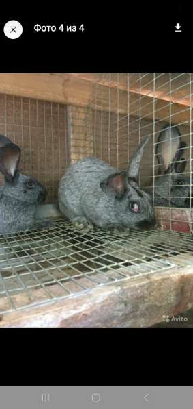 Кролики породы полтавское серебро в Армавире