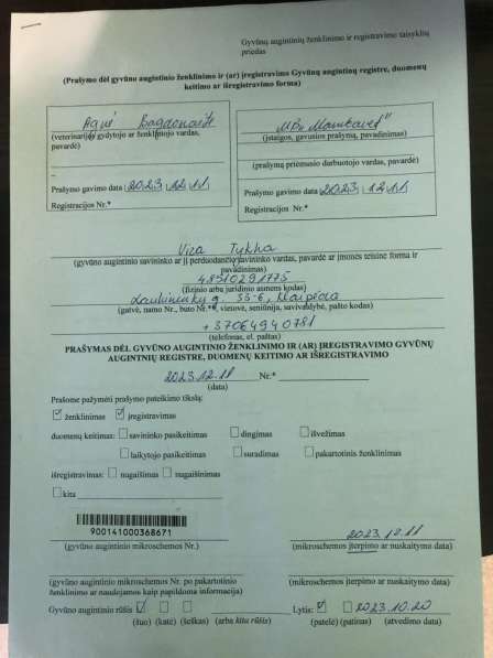 Цвергпинчер в фото 9