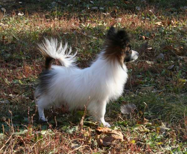 Щенки папильона в Самаре в Самаре фото 5