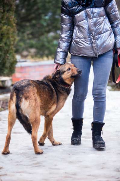 Рекс - самый умный и самый душевный пес в дар в Москве фото 3