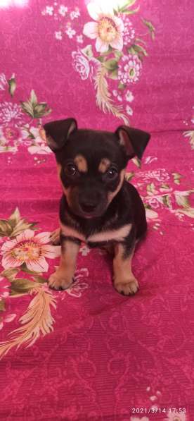 Щенки той терьера в Челябинске фото 4