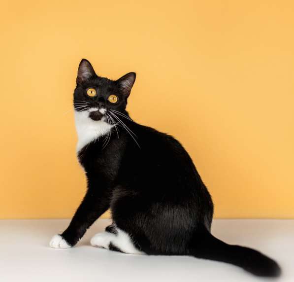 Золотоглазая красавица черно-белая кошка Стасия в дар