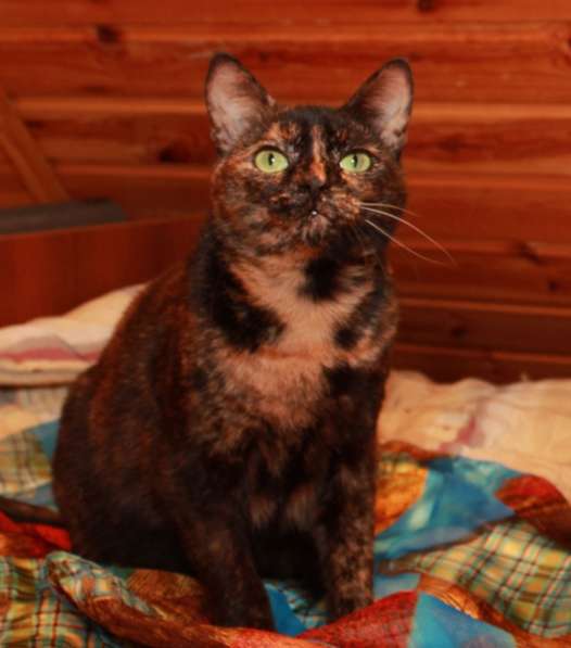 Кошка в добрые руки. Ася — летняя феечка в Калуге фото 8
