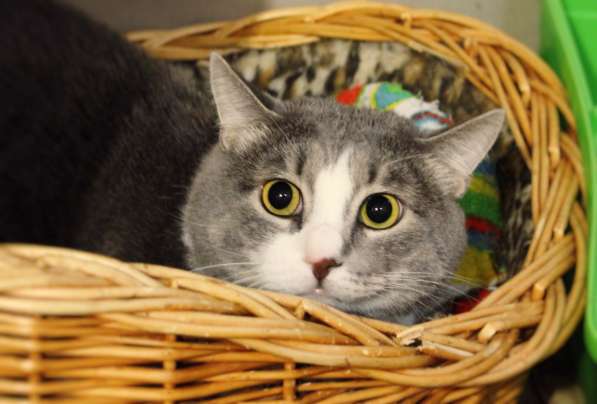 Предусмотрительный Стенли мечтает довериться семье в Москве фото 3