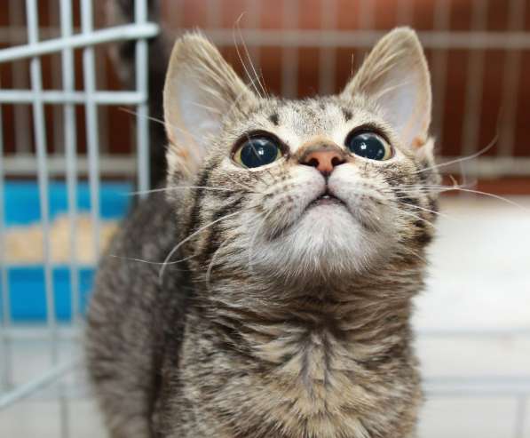 Котята в добрые руки в Москве фото 18