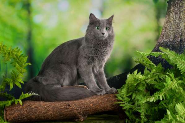 Котята Нибелунги в Санкт-Петербурге