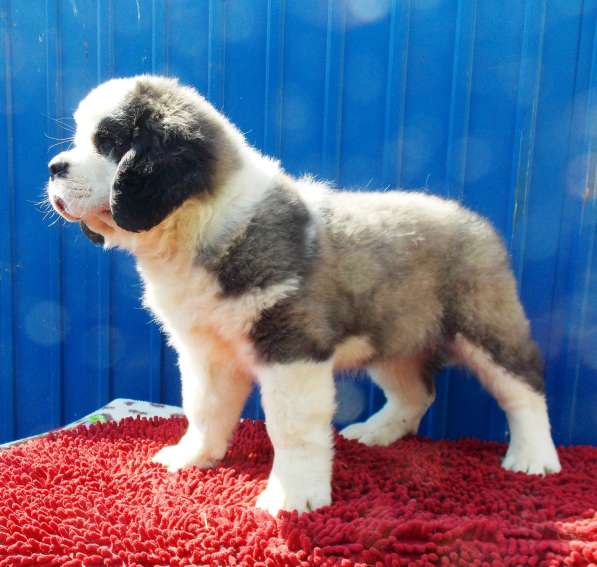Sale. Puppies of long-haired senbernary. Arrange delivery в Владивостоке фото 23