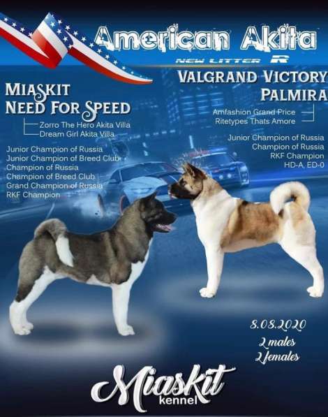 Великолепные щенки Американской Акиты! в Тюмени