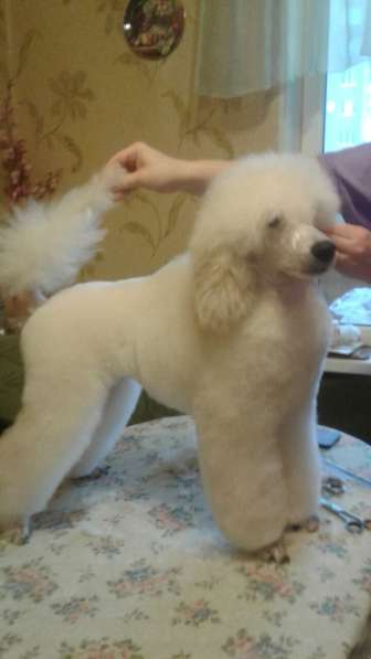 ПРОДАЮТСЯ МАЛЫЕ БЕЛЫЕ ПОРОДНЫЕ МАЛЬЧИКИ