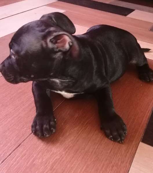 Американский булли в Воронеже фото 14