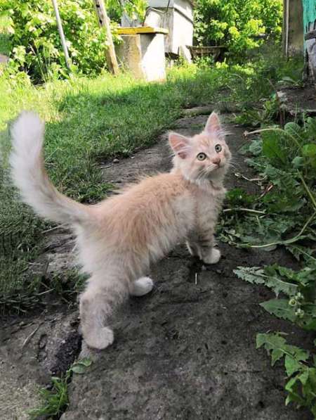 Очаровательные котята, мальчик и девочка ищут дом в Ульяновске
