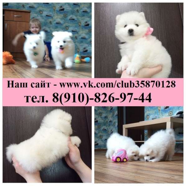 Щенки самоедской лайки