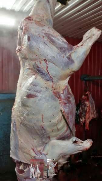 Мясо-говядина порода СИММЕНТАЛЬСКАЯ в полутушах в Сургуте