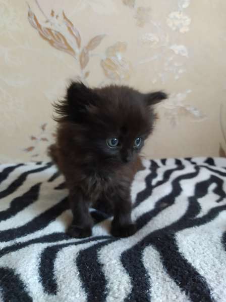 Котята в фото 5