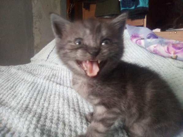 Шотландский денди скоттиш- страйт в Санкт-Петербурге фото 17