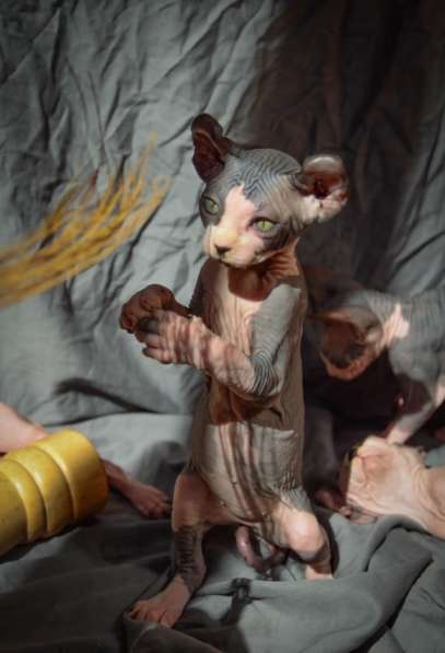Male Elf sphynx ❤️ малыш эльф сфинкс в Москве