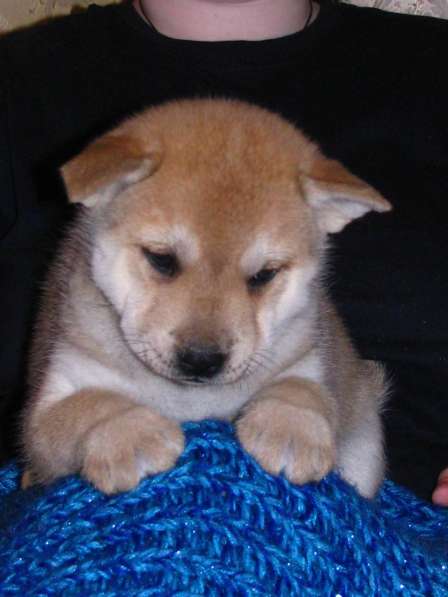 Очаровательные щенки Сиба-ину (маленькие Хатико) в Москве фото 4