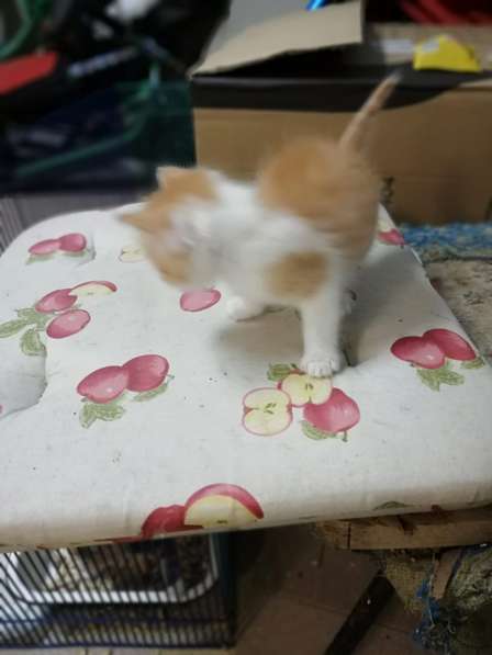 Котенок Василек 2 мес в Щелково фото 5