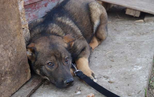 Дана, 1 год, ищет дом! в Раменское фото 5