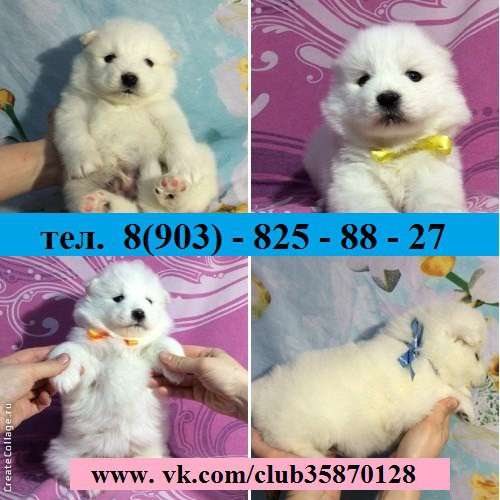 Щеночки Самоедской лайки Ми-ми Мишки !!!!!!! в Костроме