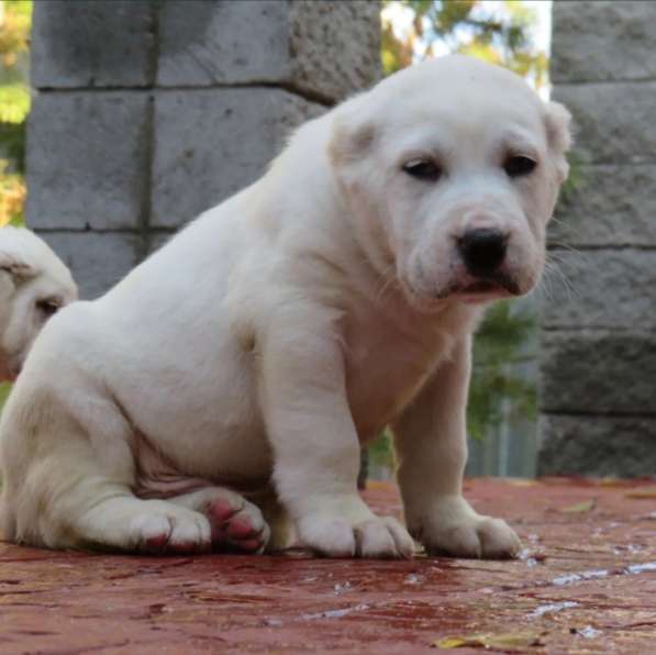 Щенок Среднеазиатской овчарки в Новосибирске фото 26