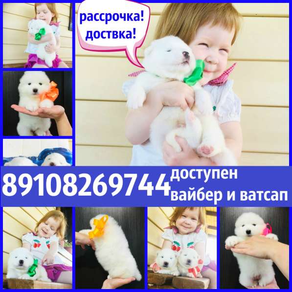 Щеночки самоедской лайки Ми-ми Мишки !!! в Тамбове