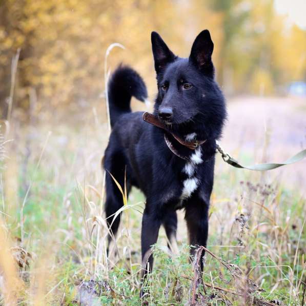 Черный изящный пёс-красавчик в Санкт-Петербурге фото 20