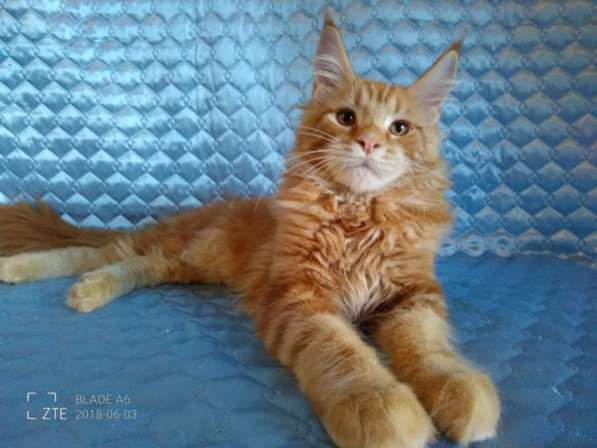Красные мраморные котята, возможно в разведение в Перми фото 20