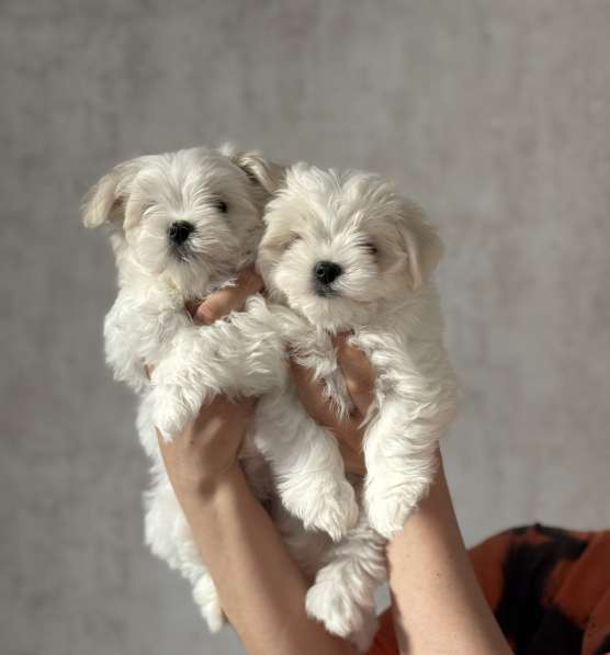 Мальтезе девочка в Калининграде фото 5