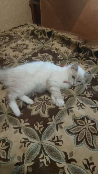 Котенок Снежинка в Брянске фото 4