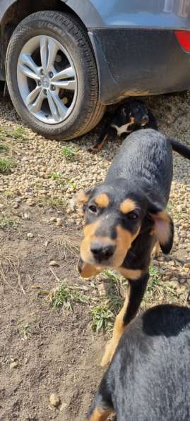 Предположительно "Русская гончая" в Краснодаре фото 4