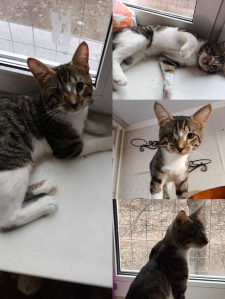 Котик Яша ищет добрые ручки в Москве