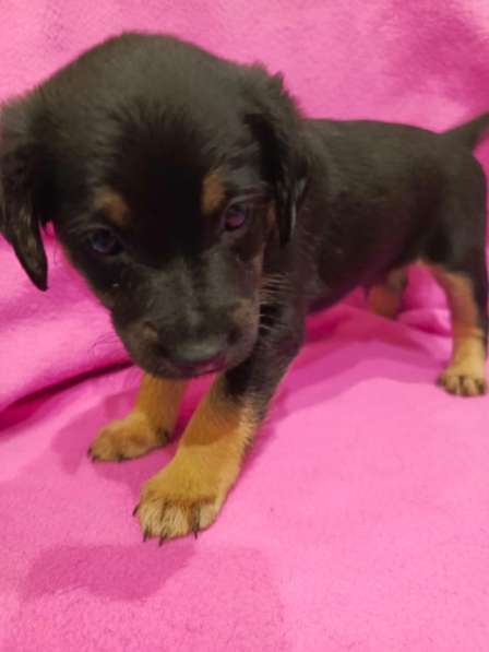 Щенки в добрые руки! в Ноябрьске фото 5