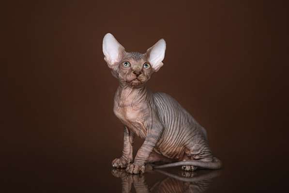 Красота – страшная сила – это сфинкс, эльф бамбино в Мурманске фото 10