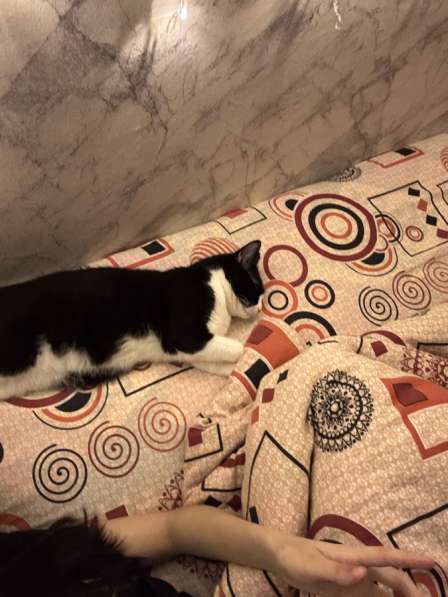 Отдаю кота в добрые руки в Астрахани фото 3