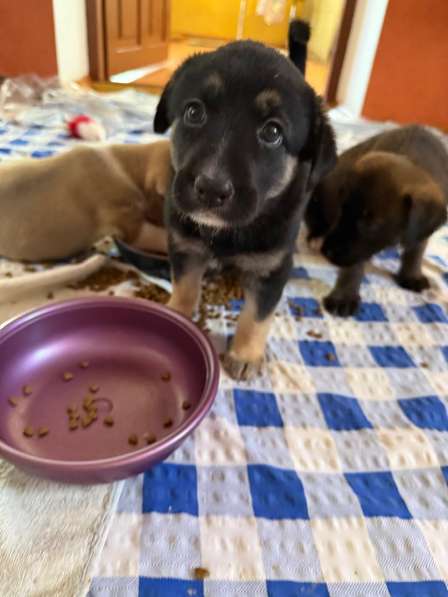 Красавица Стэлла ищет заботливых родителей в Феодосии фото 6