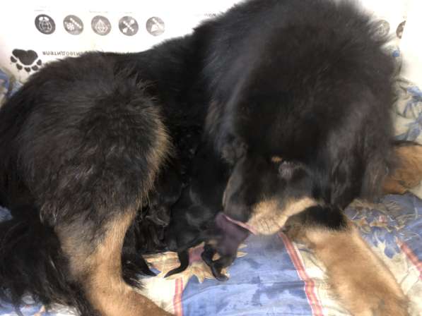 Собака в Москве